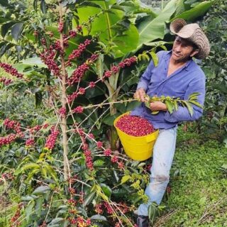 COFFEE-コロンビア トリマ 有機JAS認証豆 中煎り 100ｇ 