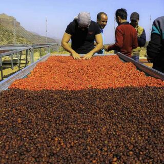 COFFEE-【モカマタリ】イエメン モカハラズ シャムス 中煎り 100g、200g